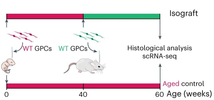 Open access visualization of Workflow, Illustration, Experimental Design, Analytical Endpoints