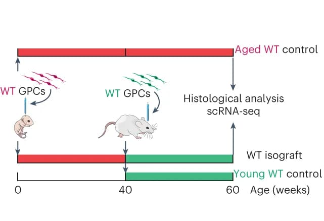 Open access visualization of Workflow, Illustration, Experimental Design