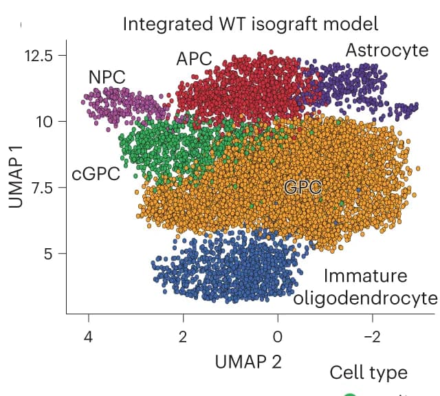 Open access visualization of Scatter Plot, UMAP, scRNA-seq, Cell Populations