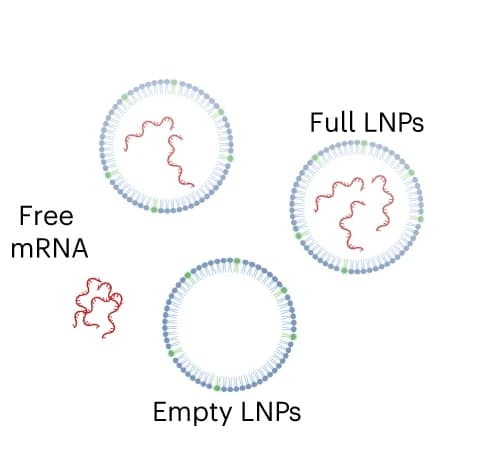 Open access visualization of Illustration, mRNA, LNP, Encapsulation