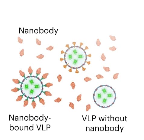 Open access visualization of Illustration, Nanobody, VLP, Binding