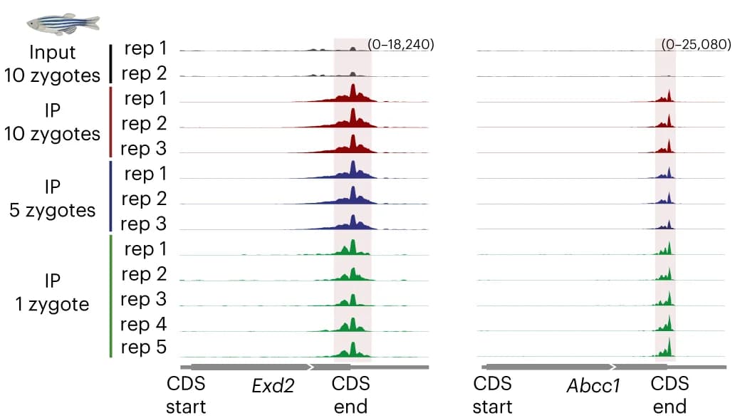 Open access visualization of Line Plot, Density Plot, Genome Browser, Zebrafish Zygote, PicoMeRIP-Seq
