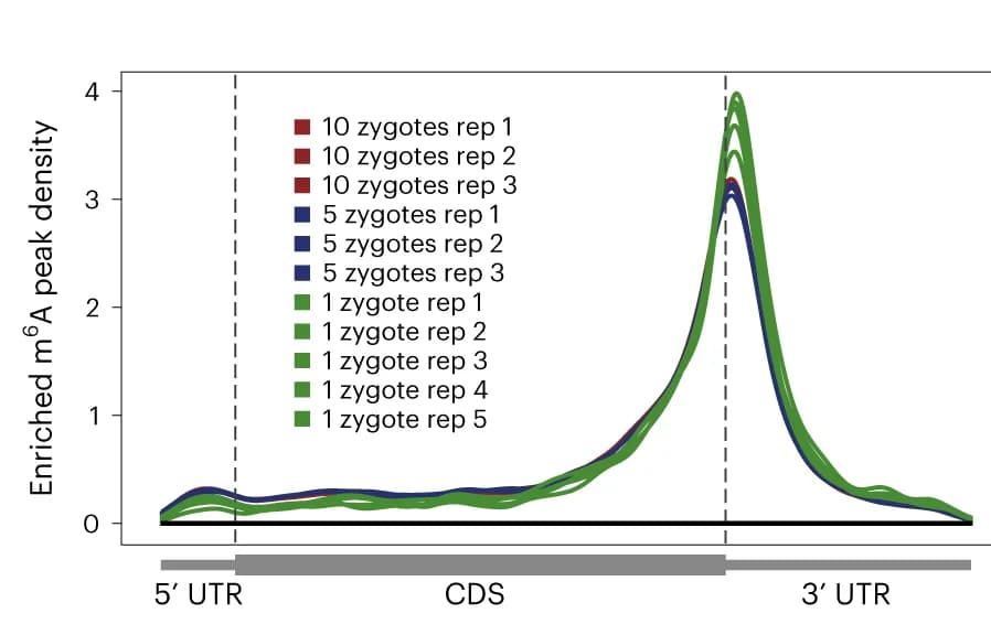 Open access visualization of Line Plot, Density Plot, Metagene Profiles, Zebrafish Zygote, PicoMeRIP-Seq