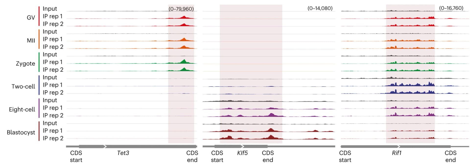 Open access visualization of Line Plot, Density Plot, Transcripts, m6A enrichment, Mouse oocyte