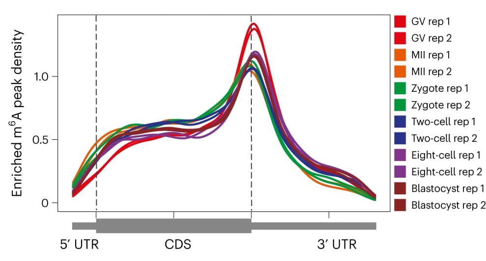 Open access visualization of Line Plot, Metagene profiles, m6A peaks, Protein-coding gene transcripts
