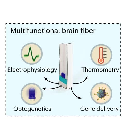 Open access visualization of Illustration, Workflow, Microelectronic Fibers, Neural Circuits, Deep-Brain