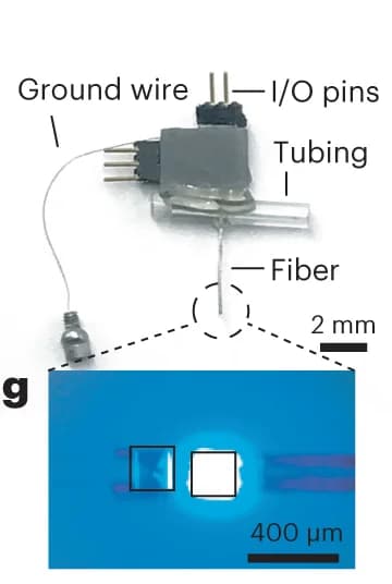 Open access visualization of Microscopy, Photo, Multifunctional Fiber Device, Microelectrodes, MicroLEDs