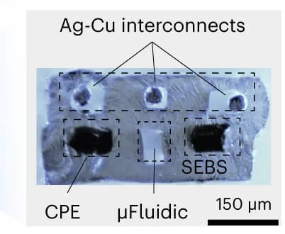 Open access visualization of Microscopy, Cross-sectional Micrograph, Gut Fiber