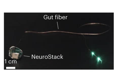 Open access visualization of Photo, Green µLEDs, Gut Fiber, Wireless Control