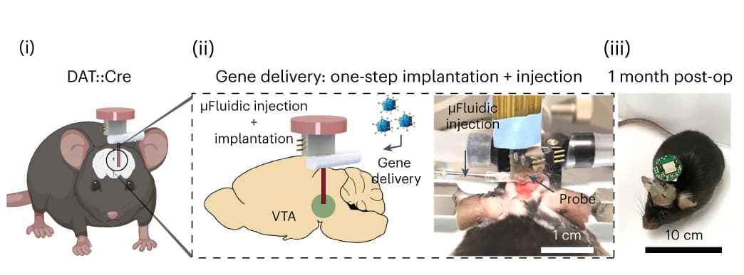 Open access visualization of Illustration, Photo, Workflow, Gene Delivery, Microfluidic Channel