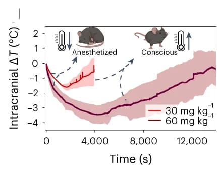 Open access visualization of Line Plot, Error Bars, Fiber Thermal Sensors, Brain Hypothermia, VTA