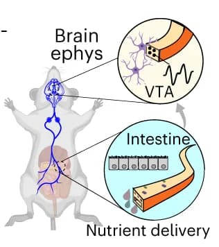Open access visualization of Illustration, Peak Responses, Kruskal-Wallis Test, Wilcoxon Method, LED Stimulation