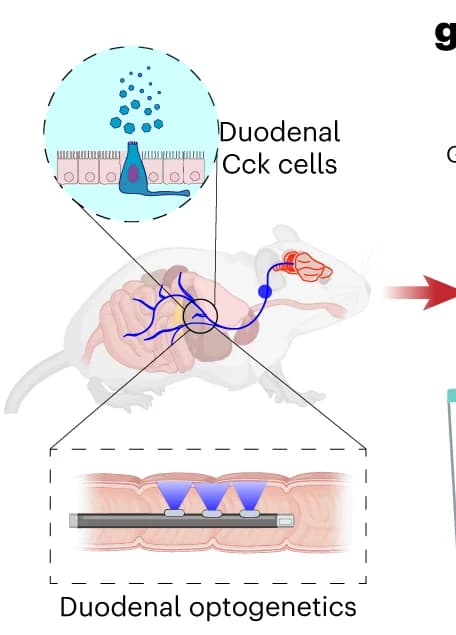 Open access visualization of Illustration, Workflow, Wireless Intraduodenal Optogenetic Control, CCK Cells, Feeding Behavior