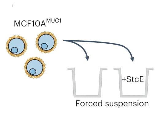Open access visualization of Workflow, Illustration, Suspension survival assay, Anchorage-free conditions, MCF10A cells