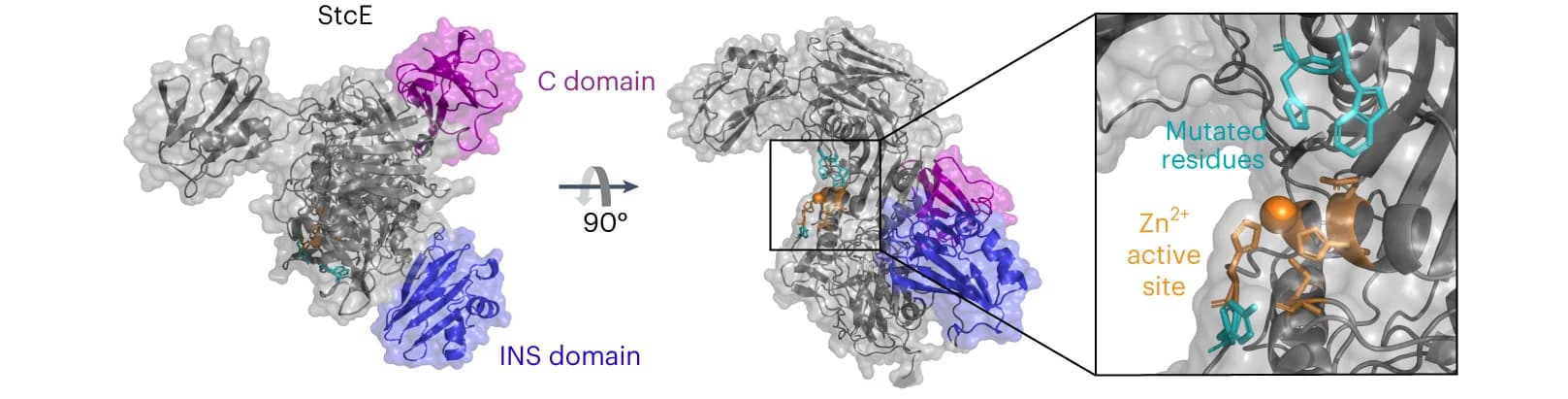 Open access visualization of Protein Structure, 3D Plot, StcE, ColabFold, C domain