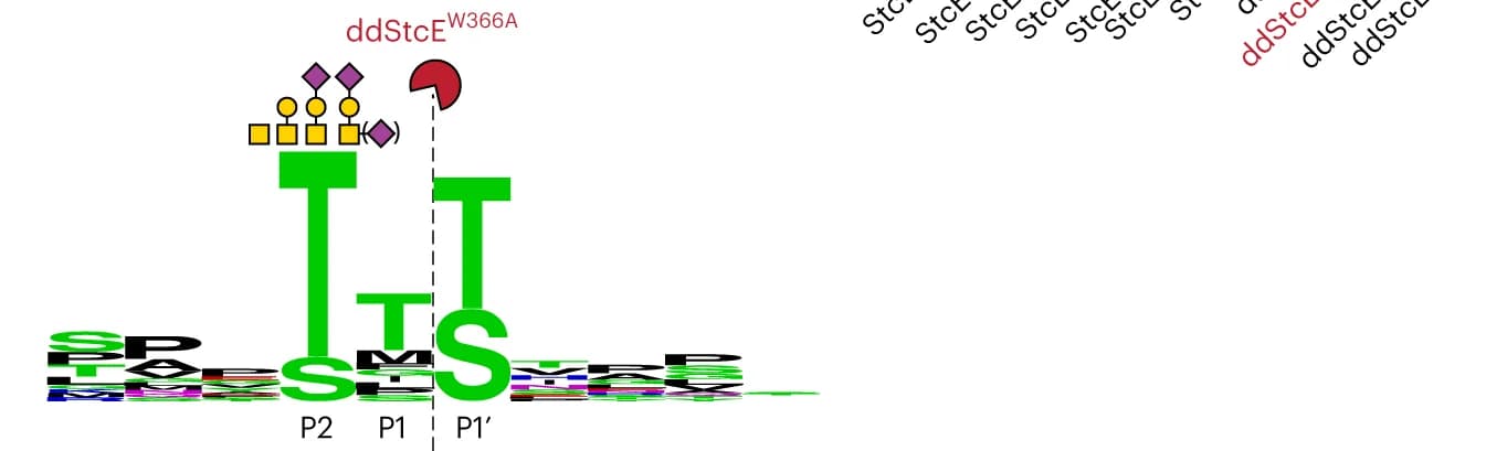 Open access visualization of Illustration, ddStcE W366A, Cleavage motif, Mass Spectrometry, MS