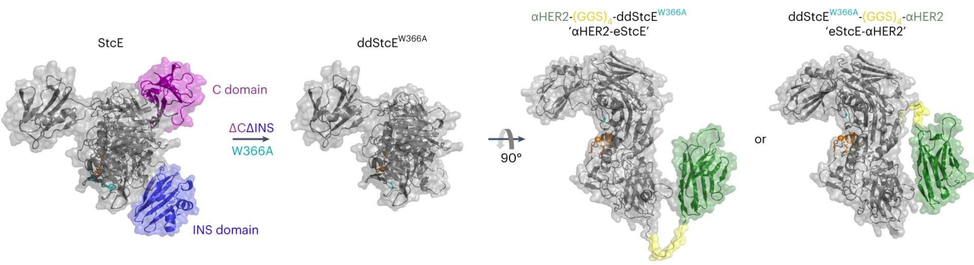 Open access visualization of Protein Structure, Nanobody, Mucinase, HER2, Active Site