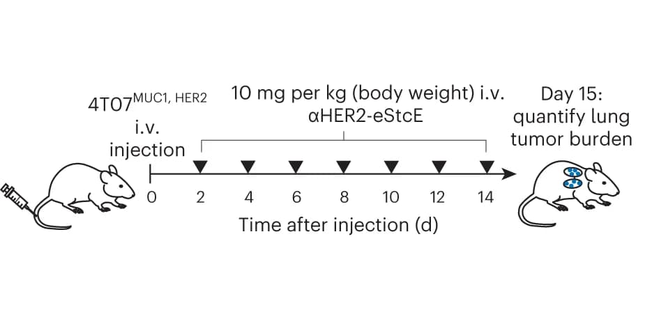 Open access visualization of Workflow, Illustration, Treatment Regimen, BALB/c Mice, 4T07 MUC1