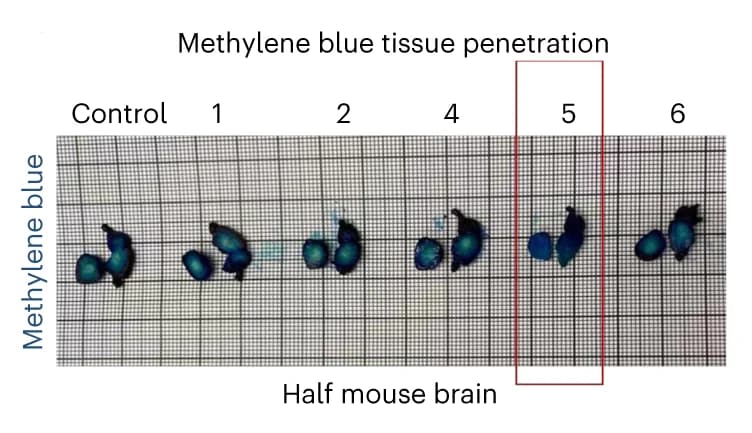 Open access visualization of Photo, Methylene Blue Staining, Mouse Brain, Permeabilization, Cyclodextrin