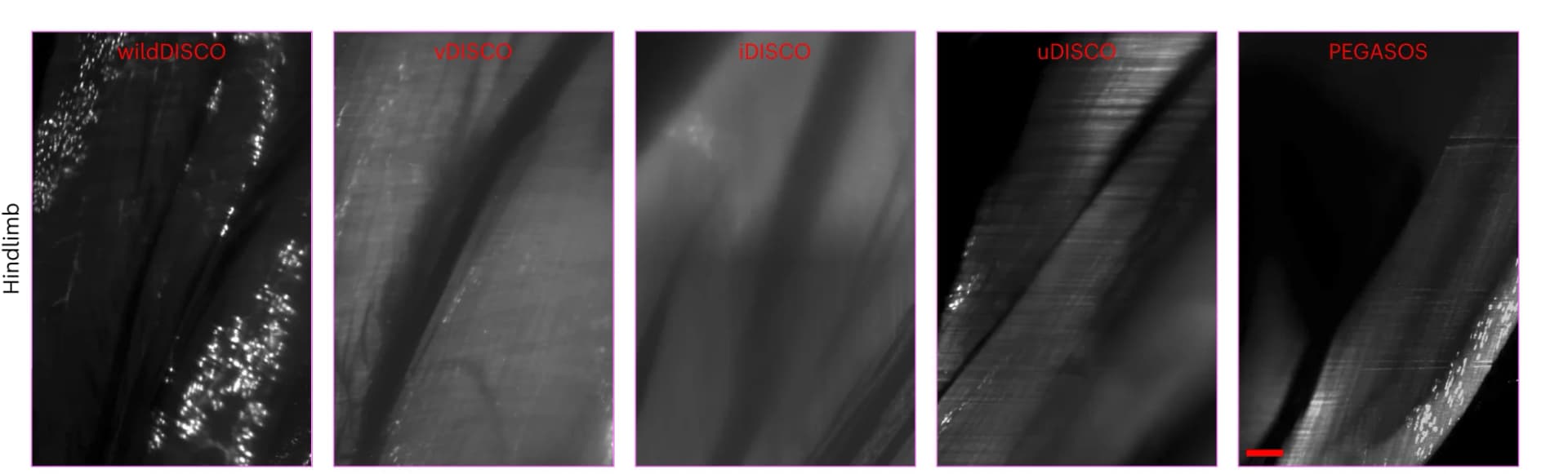 Open access visualization of Microscopy, 2D Optical Images, Mouse Hindlimb, wildDISCO, vDISCO