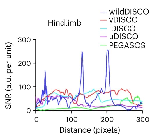Open access visualization of Line Plot, Antibody Penetration Depth, Hindlimb, wildDISCO, vDISCO