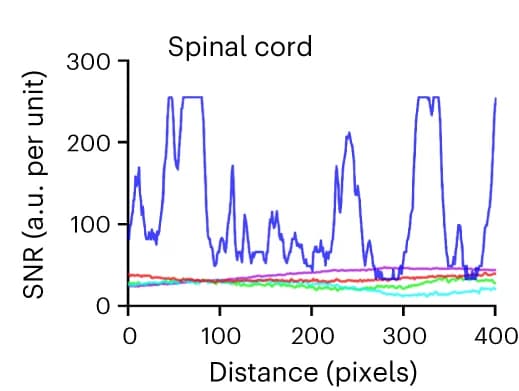 Open access visualization of Line Plot, Antibody Penetration Depth, Spinal Cord, wildDISCO, vDISCO
