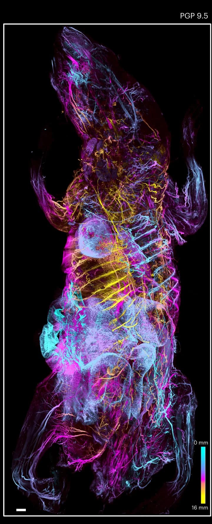 Open access visualization of Microscopy, PGP 9.5, Neuronal Projections, Mouse Body