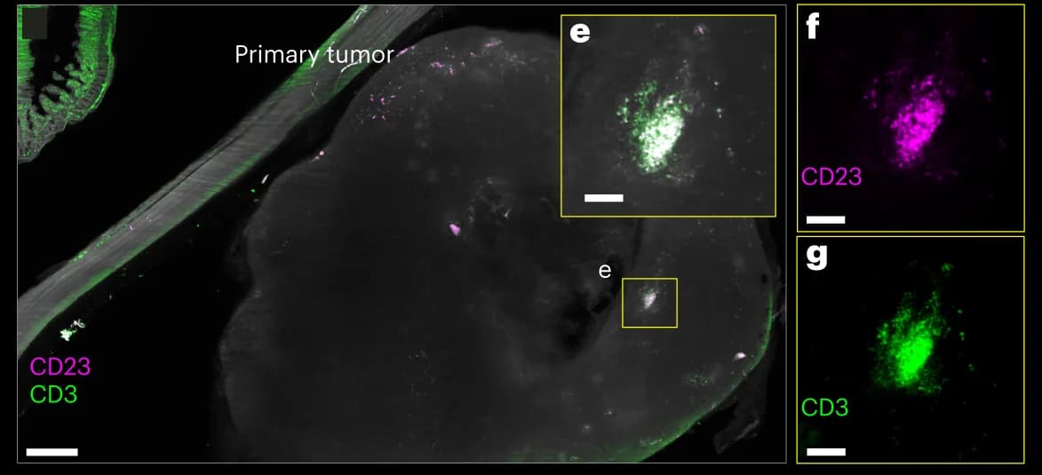 Open access visualization of Microscopy, TLS, Mouse, Tumors, CD3