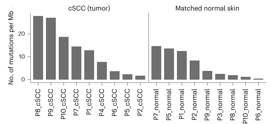 Open access visualization of Bar Plot, Mutational Burden, Epithelial Cells, SComatic, cSCC