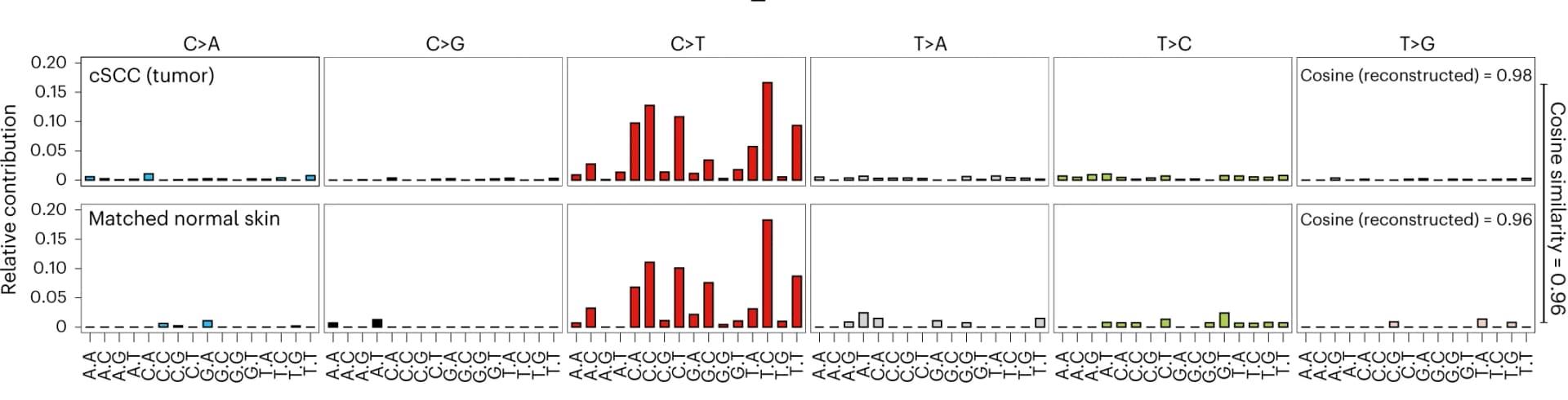 Open access visualization of Bar Plot, Mutational Spectra, SComatic, Epithelial Cells, cSCC