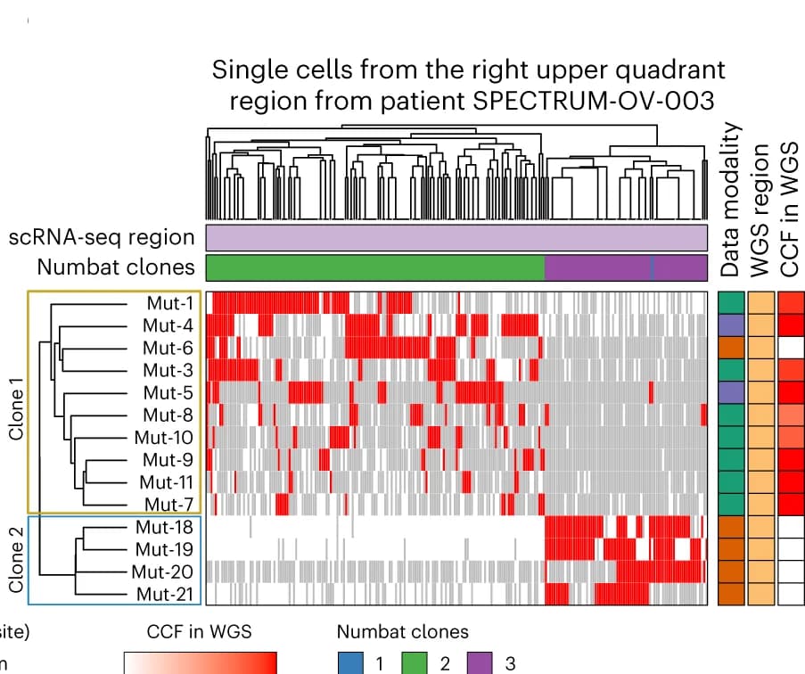 Open access visualization of Heatmap, Clustered, Hierarchical Clustering, Single Cells, Tumor Region