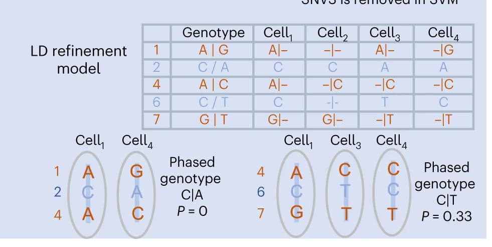 Open access visualization of Table Image, Illustration, De Novo SNVs, Germline Alleles, Somatic SNVs