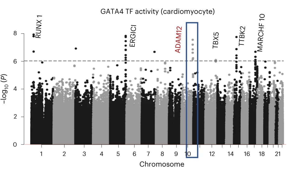 Open access visualization of Manhattan Plot, SNVs, GATA4, Transcription Factor, Cardiomyocytes