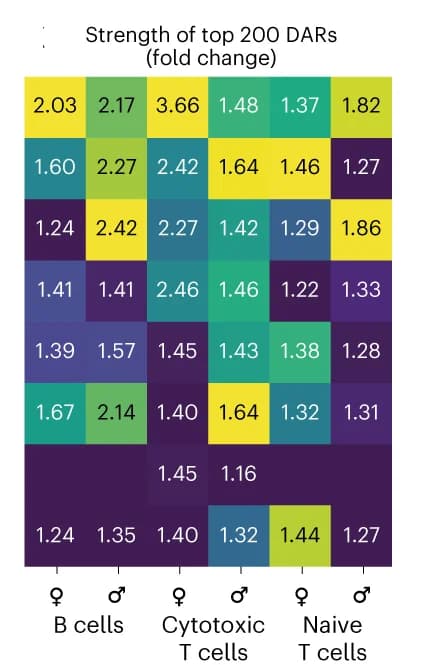 Open access visualization of Heatmap, Fold Change Enrichment, Sex-Specific Differentially Accessible Regions
