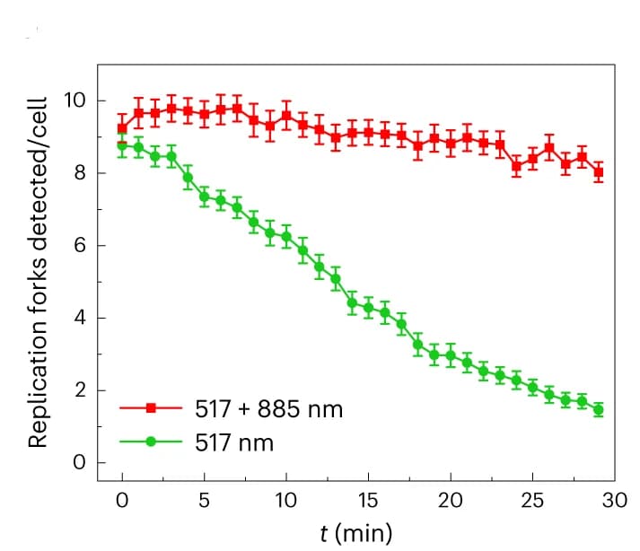 Open access visualization of Line Plot, Error Bars, Replisomes, Cell Number, Time Evolution