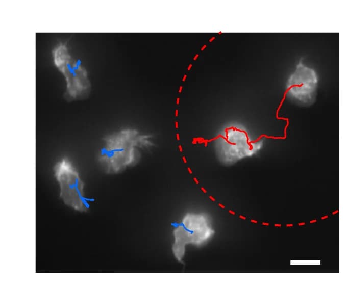 Open access visualization of Microscopy, Fluorescence Image, Cell Tracks, Mouse Neutrophils, LifeAct-GFP