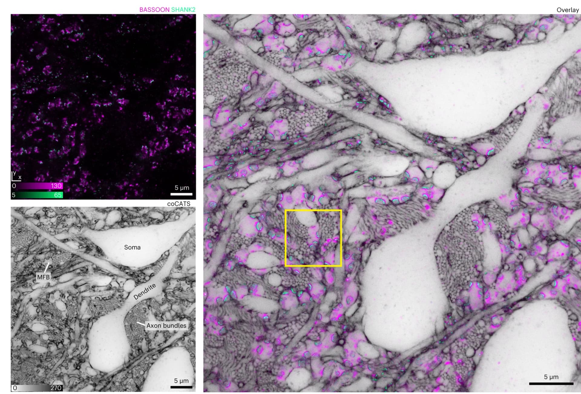 Open access visualization of Microscopy, Tissue Architecture, Mouse CA3, coCATS Label, Immunostaining
