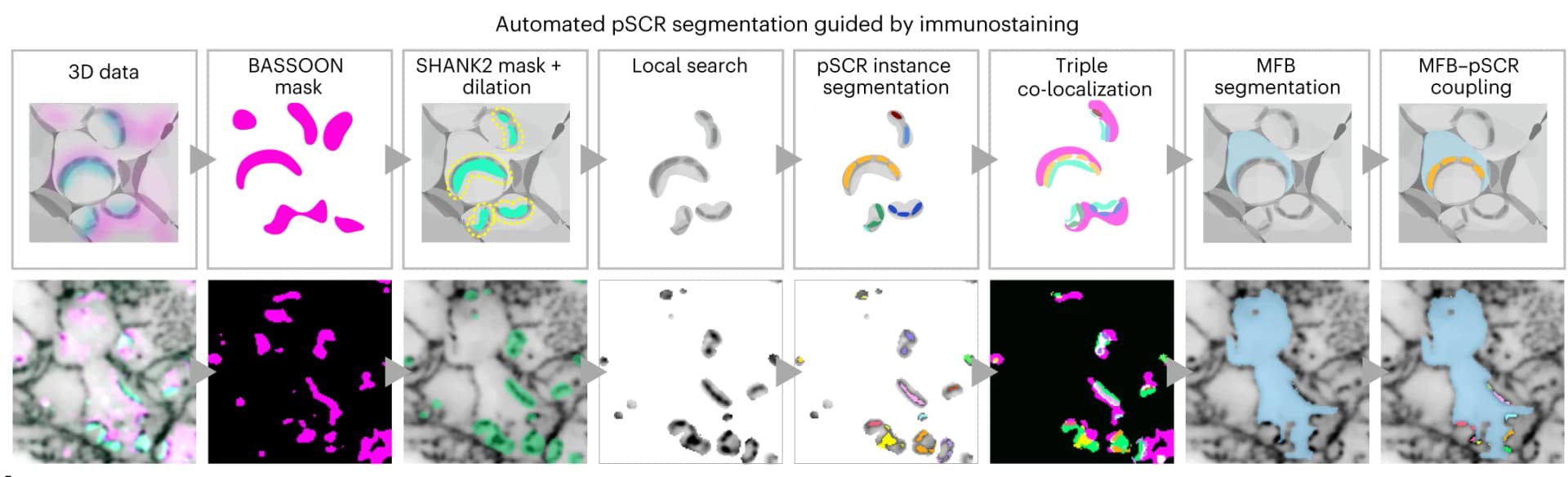 Open access visualization of Workflow, Synapse Detection, Immunostaining, coCATS, pSCRs