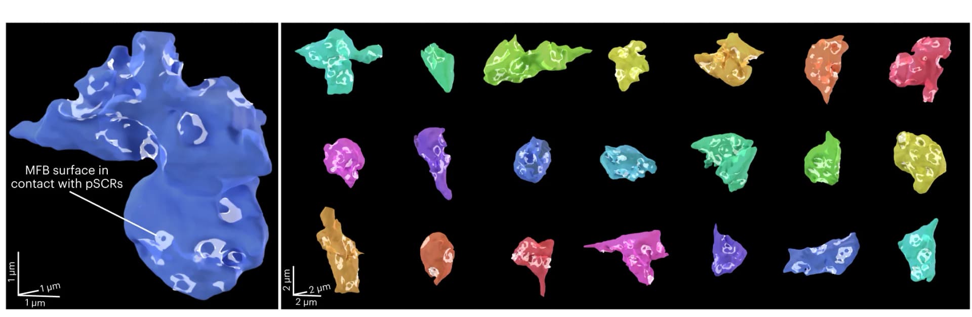 Open access visualization of 3D Plot, Protein Structure, Microscopy, 3D Rendering, MFBs