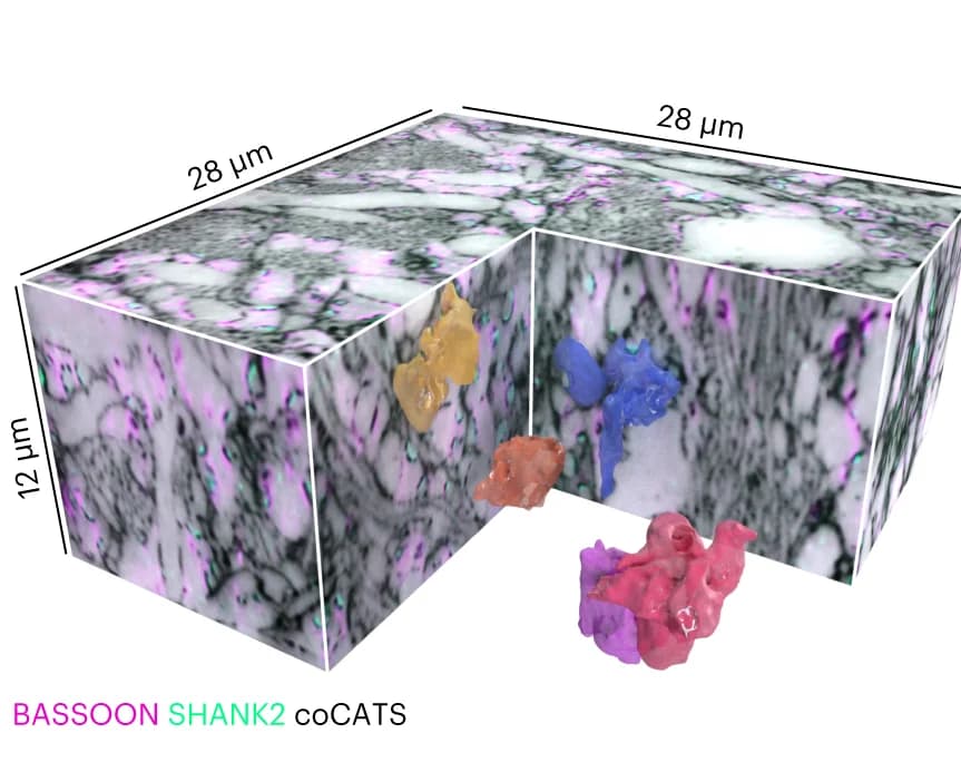 Open access visualization of 3D Plot, MFB characterization, coCATS, BASSOON, SHANK2