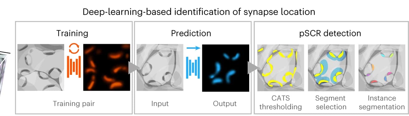 Open access visualization of Workflow, Illustration, Deep Learning, pSCR Identification, coCATS