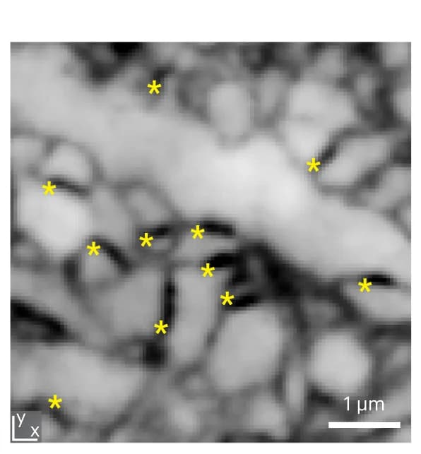 Open access visualization of Microscopy, Magnified View, pSCRs, coCATS imaging, Organotypic Slices