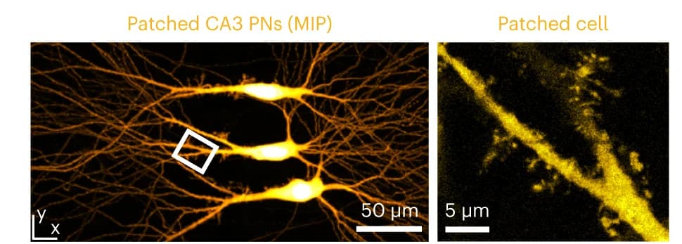 Open access visualization of Microscopy, CA3 PNs, Organotypic Hippocampal Slice, Patch-Clamp Recording, Fluorescent Dye