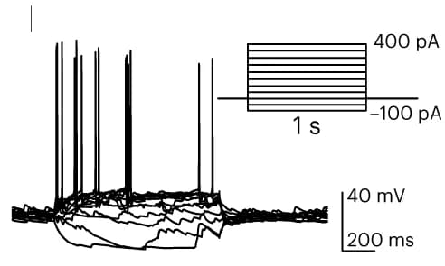 Open access visualization of Line Plot, Line Step, Action Potential, Current Injection, PN