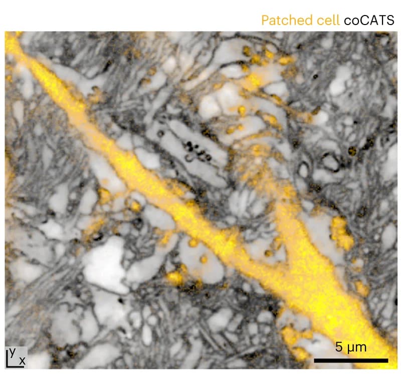 Open access visualization of Microscopy, coCATS imaging, z-STED, Intracellular Label, Confocal Microscopy