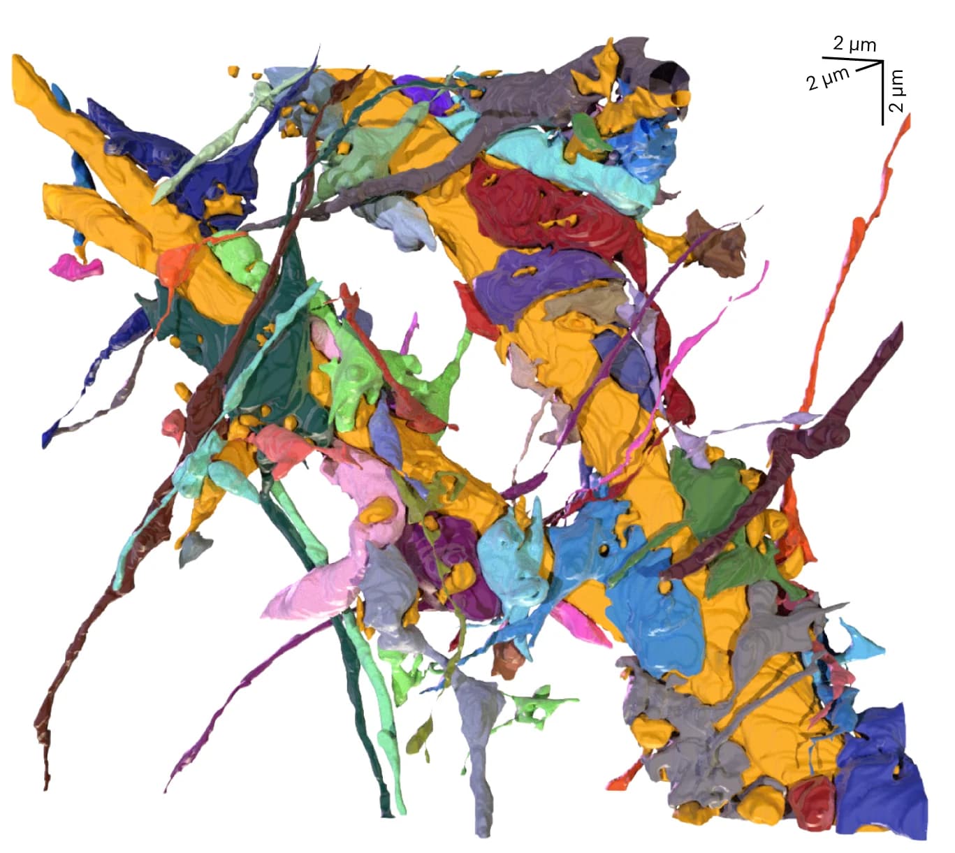 Open access visualization of 3D Plot, 3D Rendering, Proximal Dendrite, Synaptic Connections, coCATS imaging
