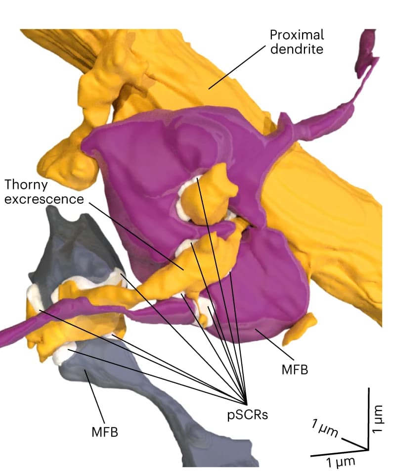 Open access visualization of 3D Plot, Protein Structure, Chemical Structure, 3D Rendering, MFBs