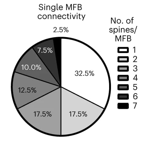 Open access visualization of Pie Chart, Connectivity Pattern, MFBs, PN Spines, Dendrite