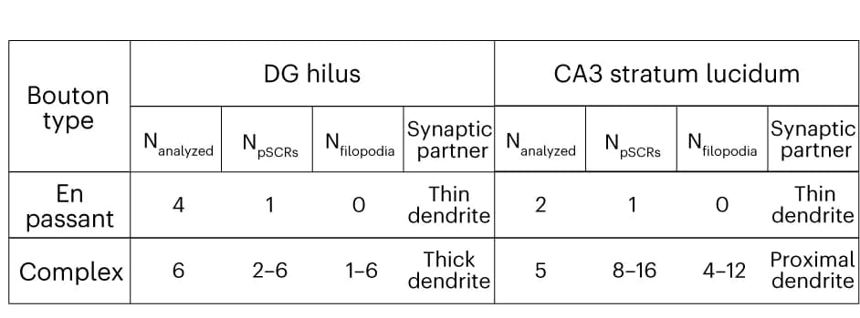 Open access visualization of Table Image, Synaptic Boutons, Synapses