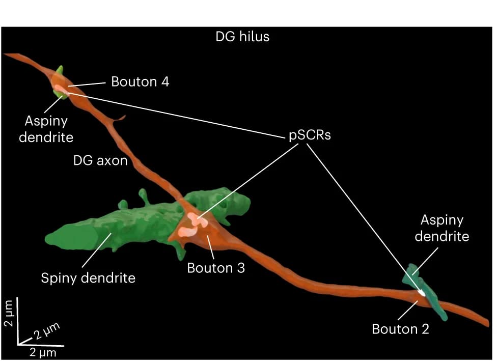 Open access visualization of Protein Structure, 3D Plot, Axon, Boutons, pSCRs